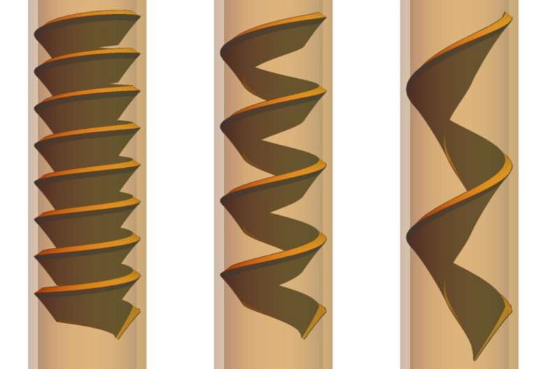 What physicists can learn from shark intestines