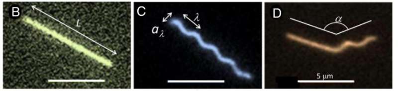 International team of physicists explore microscopic filament behavior