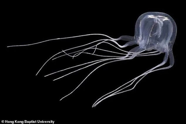 It may look small, but this new species has poisonous darts hiding in its tentacles. Scientists discovered this new box jellyfish in a pond in Hong Kong