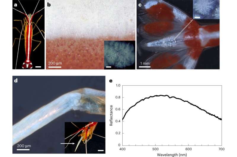 Molecule responsible for the bright white coloring of Pacific cleaner shrimp found