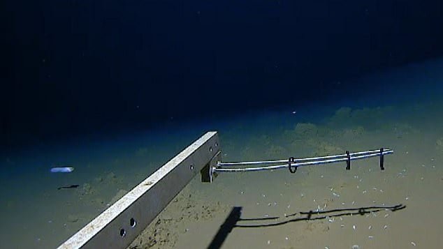 A juvenile snailfish (pictured, left) was filmed swimming at 27,349ft below sea level - nearly the same height as Mount Everest - in the Izu-Ogasawara Trench, south of Japan