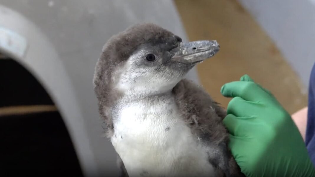 Watch: Baby penguin swims for first time in adorable video | Lifestyle