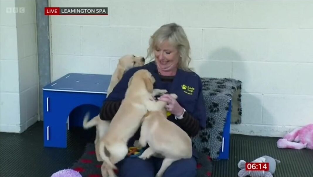 Guide dog pups interrupt live TV report to bite presenter’s mic | News