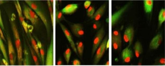 The team discovered six chemical cocktails that reversed the aging process in human skin cells 'by several years' in less than one week - and more than three years after four days of treatment