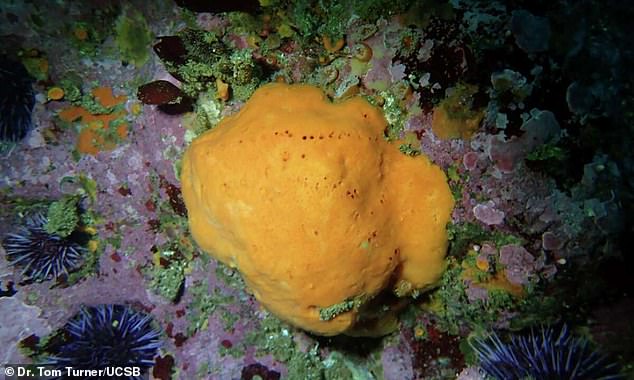 Megaciella sanctuarium earns its title in honour of the Monterey Bay National Marine Sanctuary