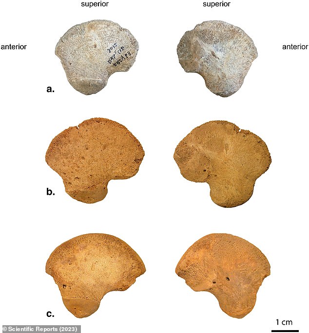 A 45,000-year-old pelvic bone found in France may belong to a previously unknown lineage of Homo sapiens that lived before modern humans walked the Earth