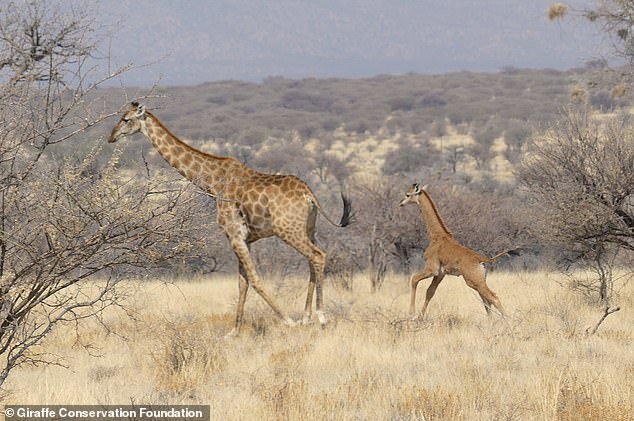 The first spotless giraffe has been seen roaming the plains in Africa