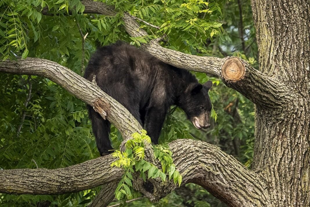 Mother shields son as bear leaps on table, devours tacos, enchiladas