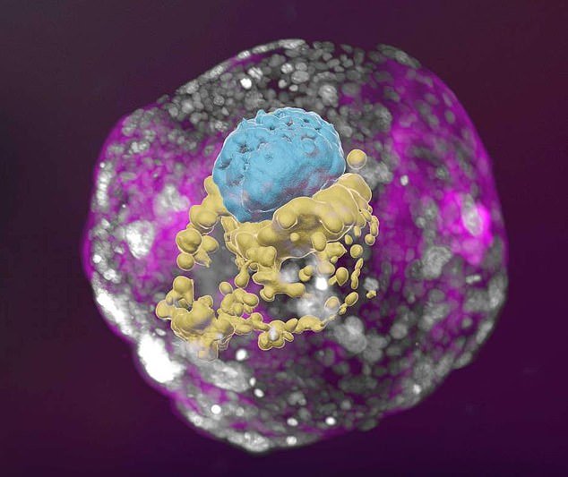 Pictured: the 14-day embryo, including the yolk sac (yellow) and the part that will become the embryo itself, topped by the membrane (blue) — all enveloped by cells that will become the placenta (pink)