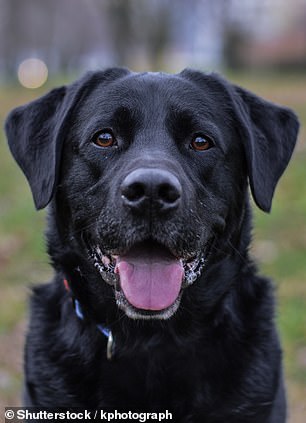 Their findings suggest that it's not about breed, and instead it comes down to dogs' facial markings