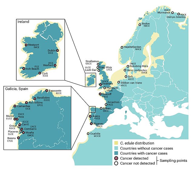 Researchers from the UK, Spain, France, Poland, Belgium, Portugal, Norway, and Korea sampled nearly 7,000 cockles at 36 locations from 11 countries and genetically sequenced 61 cockle tumors. They were then able to show two different strains of a transmissible leukemia-type cancer