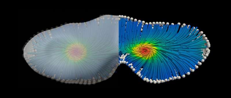 New computer code for mechanics of tissues and cells in three dimensions