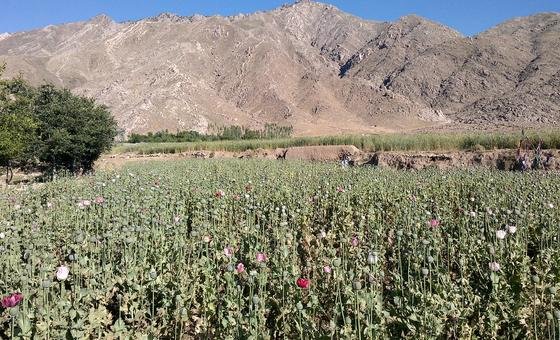 Opium cultivation declines by 95 per cent in Afghanistan: UN survey