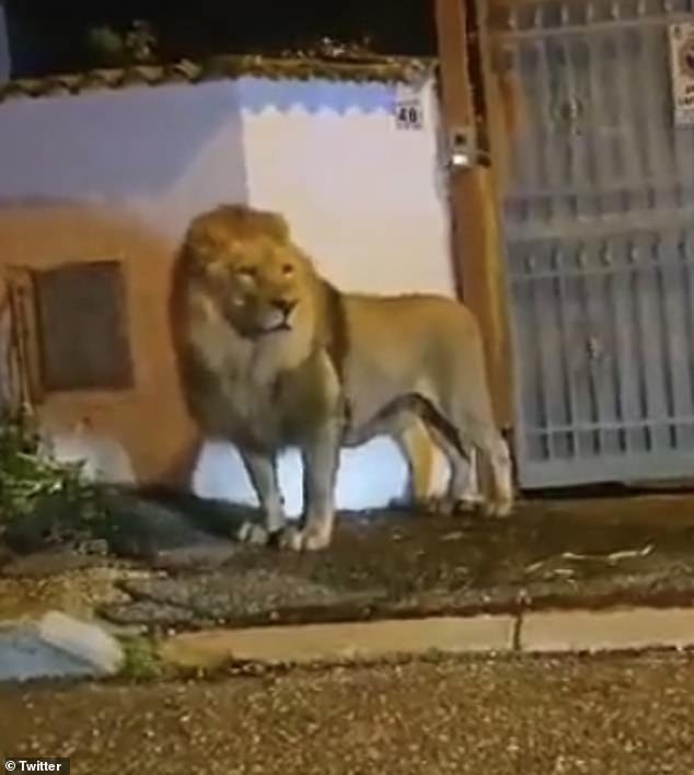 Locals were told by the authorities to stay in their homes whilst they attempted  to capture the big cat, known as Kimba