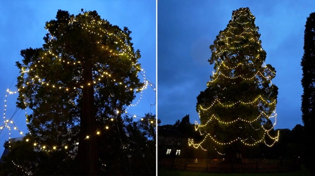 UK’s tallest living Christmas tree lit up with 1,800 bulbs | Lifestyle