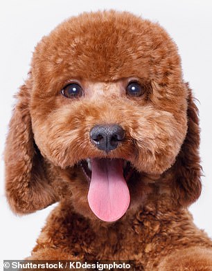 Try as you might, it can seem almost impossible to say no to your puppy when they gaze at you imploringly with their big, brown eyes